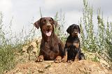 DOBERMANN 693